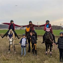 Palomino Horses