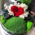 PLANTE STABILIZATE