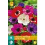 Anemone Coronaria De Caen Mix