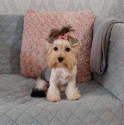 Roxi Pet Salon