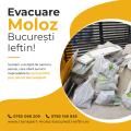 Evacuare moloz Bucuresti