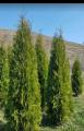 Arbuşti ornamentali