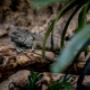 Reptiland Bucuresti
