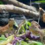 expozitie permanenta de reptile