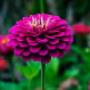 Dahlia