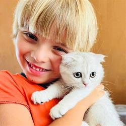 Scottish Fold Romania