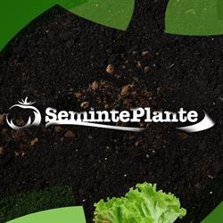 SemintePlante Ceres Union SRL