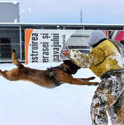 Scoala de Dresaj K9 Protection
