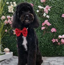 Groomer Pet Salon Focsani