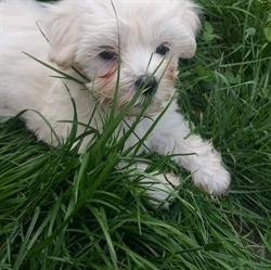 Coafura canina carei