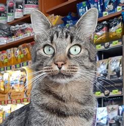 Pet Shop Codlea