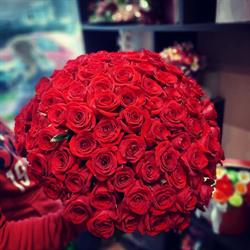 Floraria Andoria