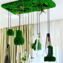 Jolie Arts - Tablouri cu Licheni Naturali, Pereti Vegetali si Plante Stabilizate