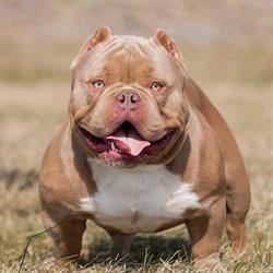 RoyalBullyFame Kennel