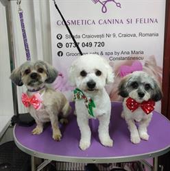 Grooming pets & spa by Ana Maria Constantinescu