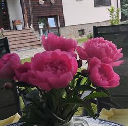 Pensiunea agroturistica Stefanut