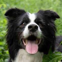 cosmetică canină şi felină Anohana kutyakozmetika