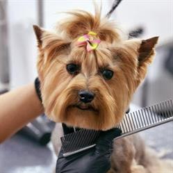 Salon de cosmetică canină premium mobilă by Ricky