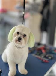 Coafor Canin-Grooming by Carmen