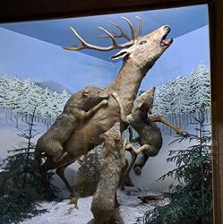 Muzeul de Ştiinţele Naturii şi Cinegetică Vatra Dornei