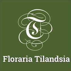 Floraria Tilandsia