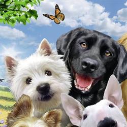 Beauty Pet Salon