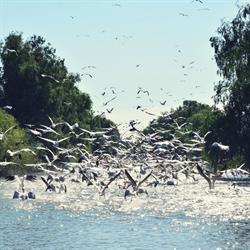 Excursii in Delta Dunarii - DaviCris