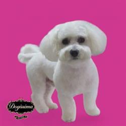 Salon Frizerie Canina Si Felina Buzau