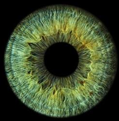 Focus Optika