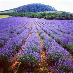 SC Bioagricert SRL Romania