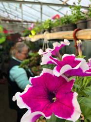 Helga's flower shop