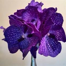 Floraria Vanda Decoration