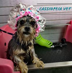 Cassiopeia vet. Cabinet veterinar, coafor canin şi farmacie veterinară