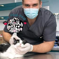 Urgente Veterinare Non Stop Iaşi - Cabinet Veterinar Dr. Paw Paw