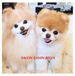 Salon canin Bella