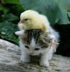 Pet shop