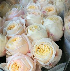 FlowersHolland