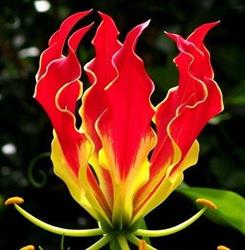 Florăria Gloriosa