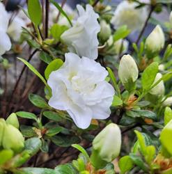 White Gardenia