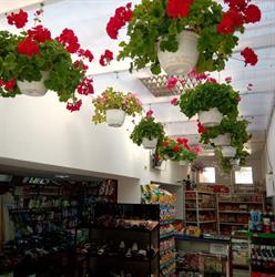 Carmela Market
