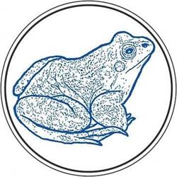 Blue Frog Film & Media