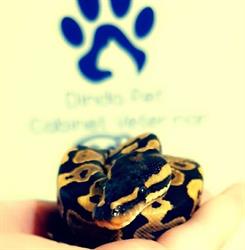 Dinda Pet