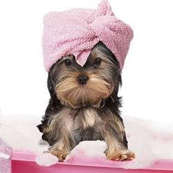 Sia Salon Animale