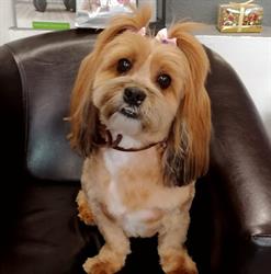Fifi Salon Baba Novac - Cosmetica canina si felina
