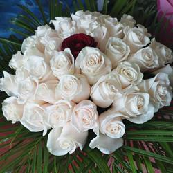 Floraria Mariana