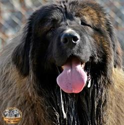 Porolissum Legend kennel