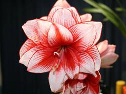 Amarilis Welnera