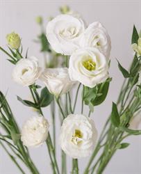 Nagy Flowers