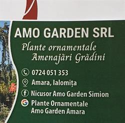 Plante Ornamentale Amo Garden Amara Ialomita