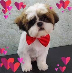 THOR PET SALON S.R.L.